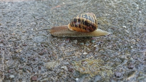 Snail on a wet path