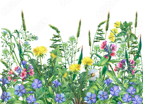 Panoramic view of wild meadow flowers and grass, isolated on white background. Horizontal border with field flowers and herbs. Watercolor hand drawn painting illustration. 