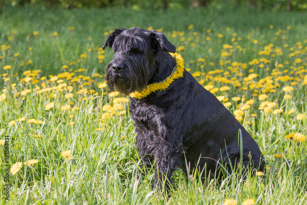 Old Giant Black Schnauzer Dog with a wreath of dandelion on the neck is sitting at the blossoming dandelion meadow. Horizontally. Old Giant Black Schnauzer Dog with a wreath of dandelion on the neck is sitting at the blossoming dandelion meadow. Horizontally.