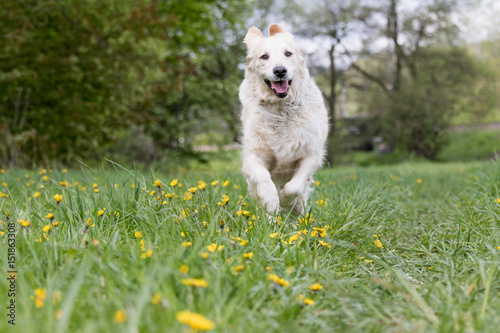 Golden Retriever Dod is running against the camera at the blossoming dandelion meadow. Horizontally. 