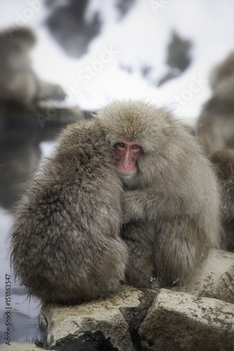 Snow Monkeys of Jigokudani  Japan