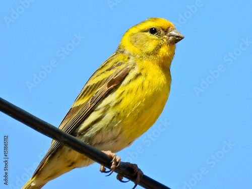 European Serin (Serinus serinus)
