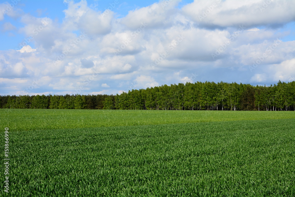 Obraz premium widok na pole i las