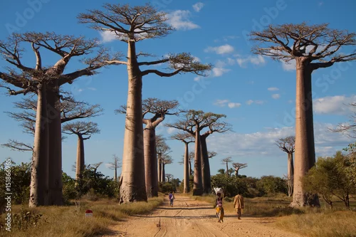 Obraz Baobab Alley, Madagaskar