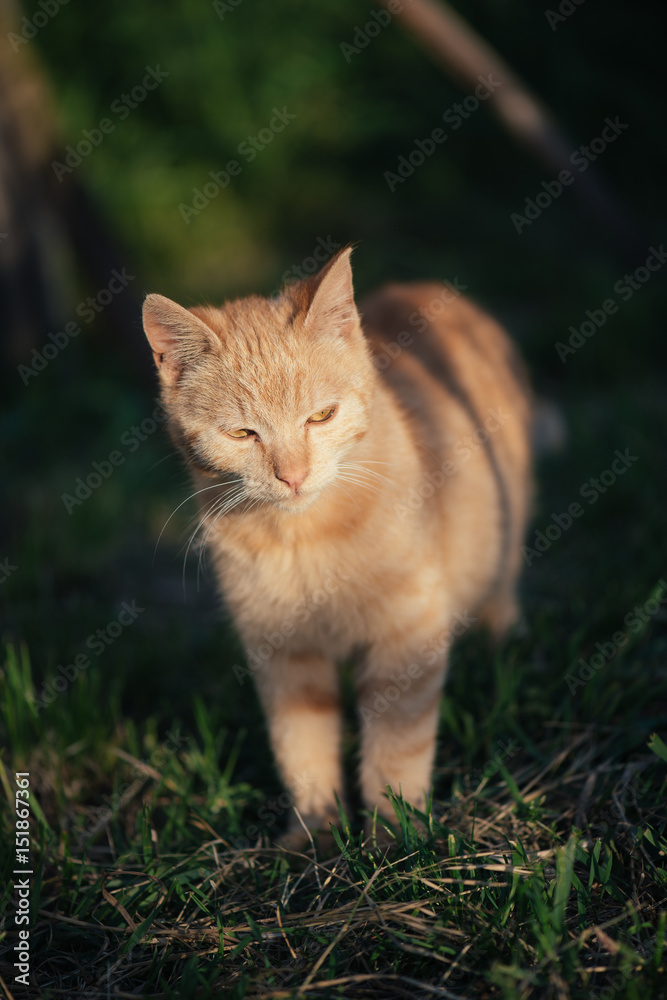 Red cat standing in grass. Cute cat in garden.