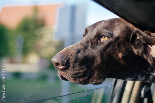 Dog Looking Out Of Car Window, Cute German pointer dog traveling with family