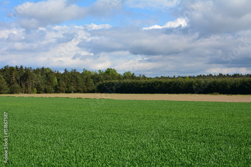 Fototapeta Naklejka Na Ścianę i Meble -  widok na pole i las