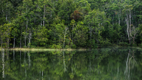 trees from a green forest reflecting in water