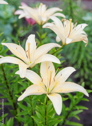 Beautiful yellow lilies