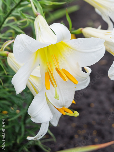 Beautiful white lilies