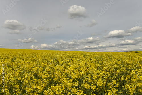 flowering rape field, field of rapeseed with white clouds, rural landscape,yellow background
