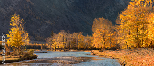 A beautiful autumn mountain landscape with sunlit poplars and a blue river. Autumn landscape with trees in autumn colors and river. Autumn forest with fallen leaves.Altai Mountains, Russia.