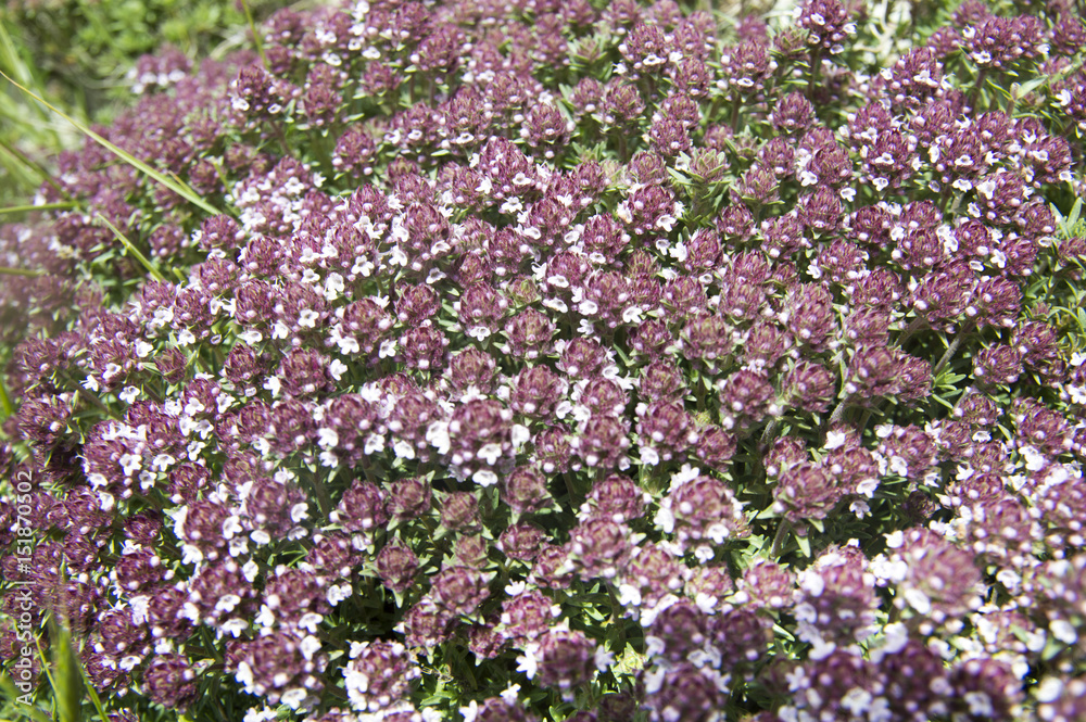 Wild thyme (Thymus serpyllum) blossom Wild thyme (Thymus serpyllum) blossom