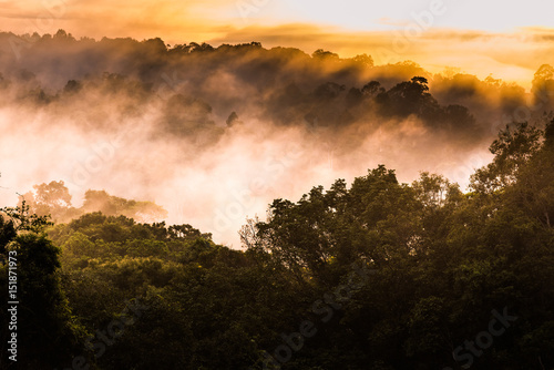 Forest morning with golden sunlight in Khao Yai National Park, Thailand.