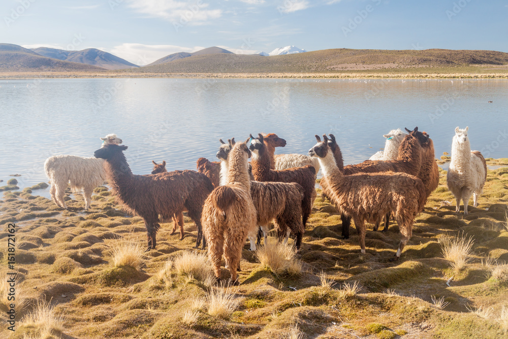 Herd of lamas (alpacas) grazing by a lake on bolivian Altiplano