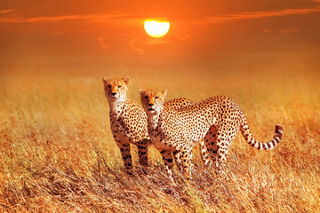 Two cheetahs in the Serengeti National Park. Synchronous position .