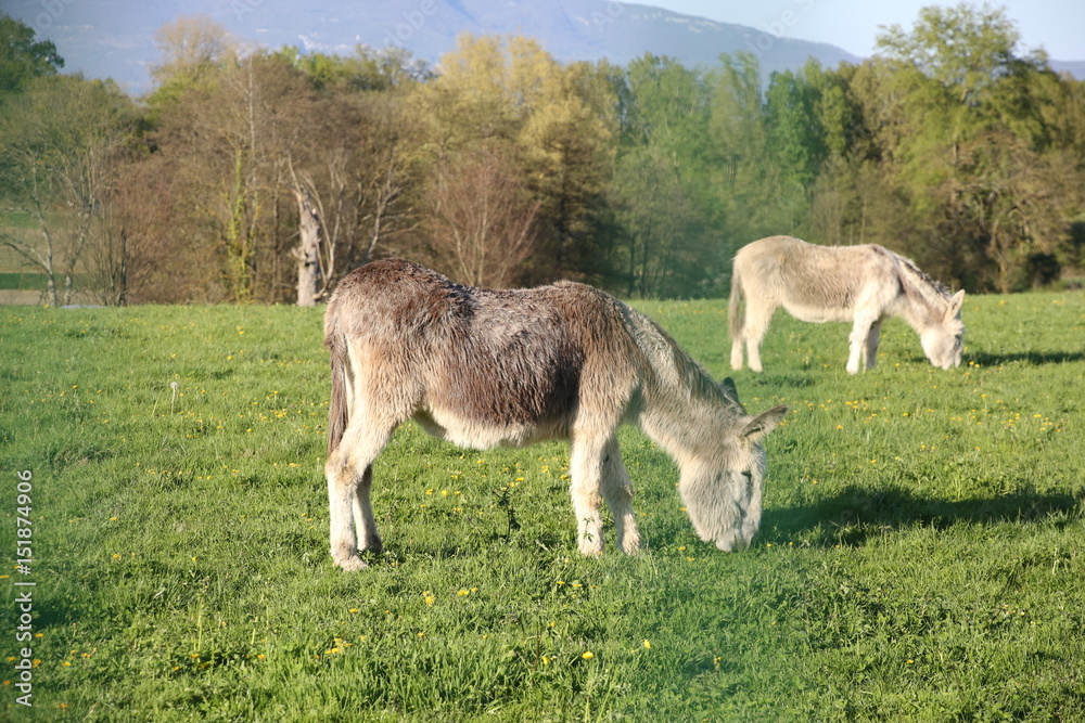 Fototapeta premium Animaux