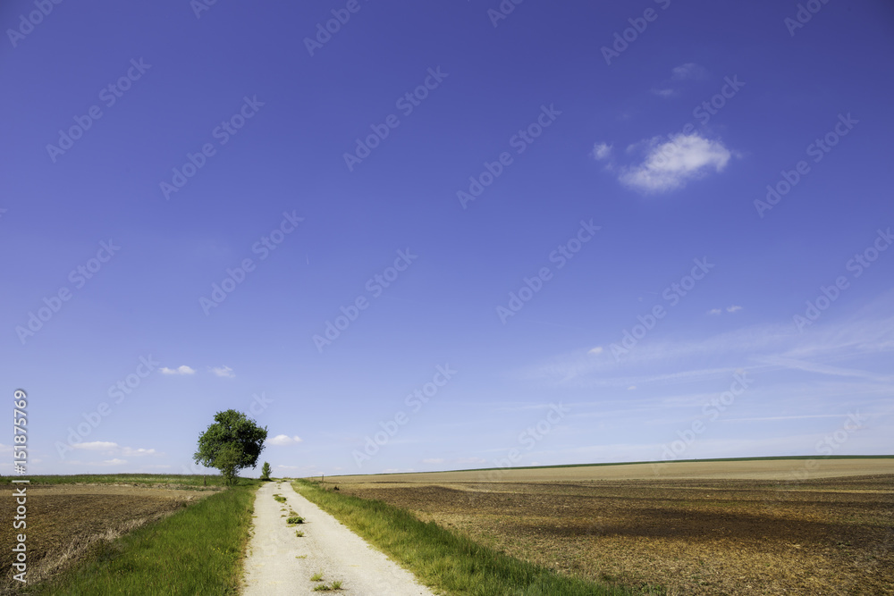 ein einsamer Weg mit einem Baum führt zwischen Feldern hindurch