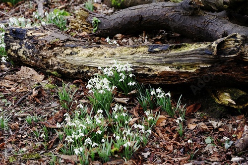 Spring Galanthus