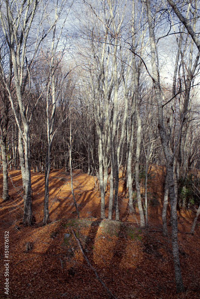 Obraz premium Forest exploration as we descent Choriatis mountain.