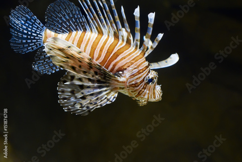 Lion fish in a water depth in aquarium.