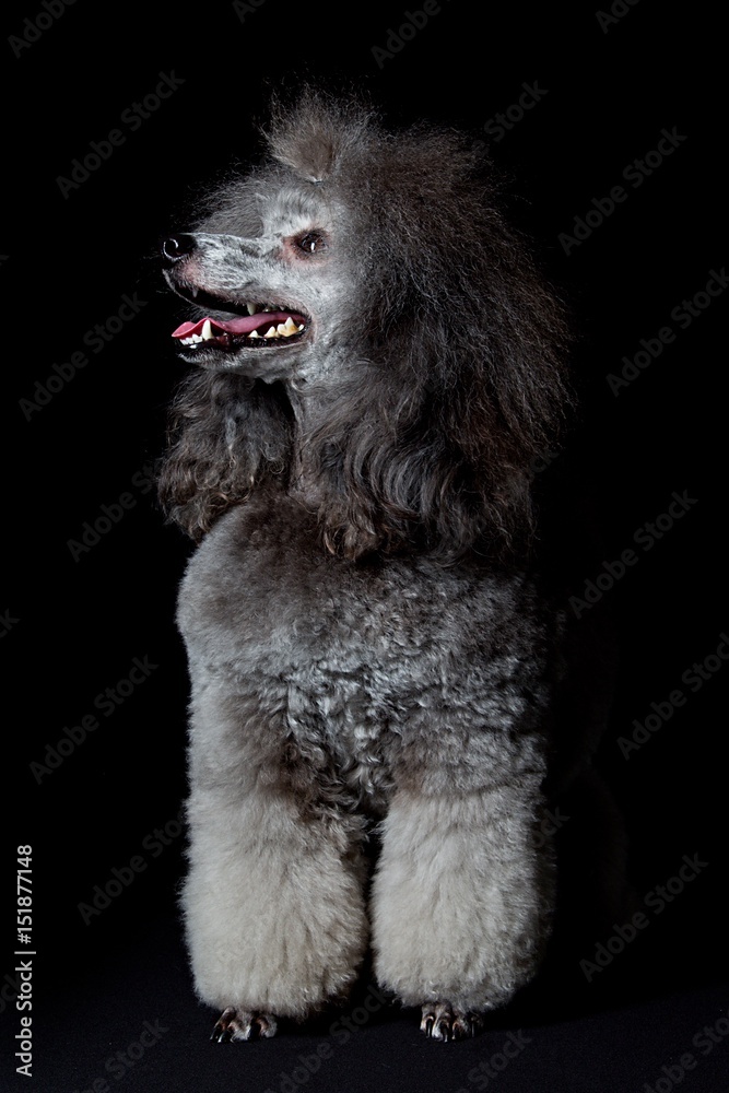 Poodle on a black background Poodle on a black background