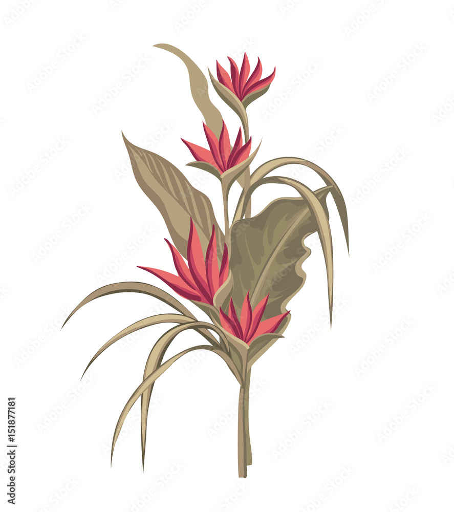 Exotic tropical bouquet. Beige leaves and coral flowers. Isolated plant on a white background.