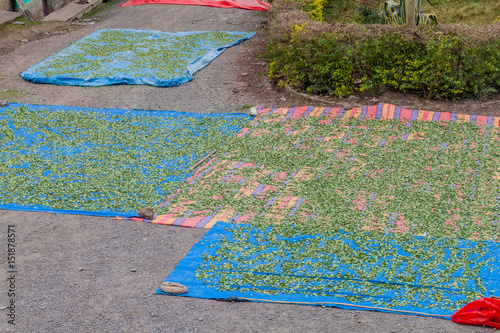 Drying of coca leaves in Cruz Loma village near Coroico, Bolivia photo