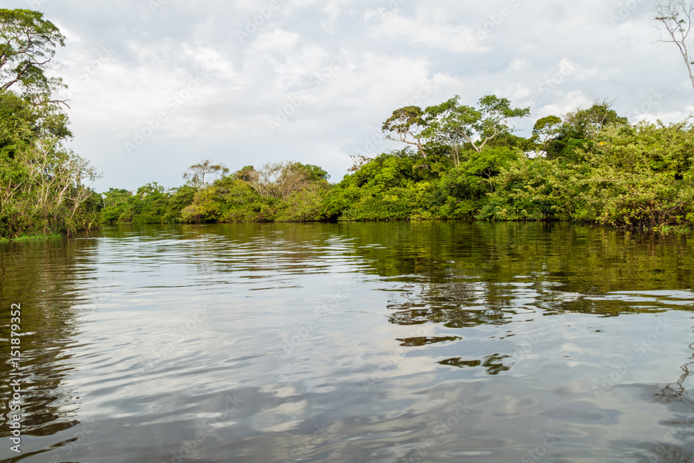 Trees lining river Yacuma in Bolivia