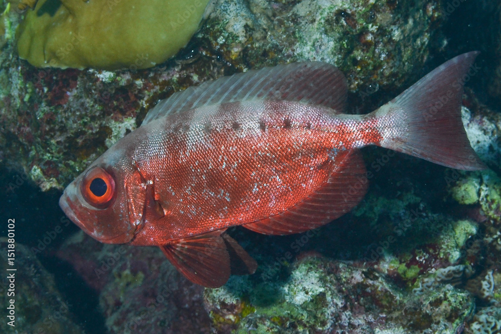 Fauna del mar Rosso