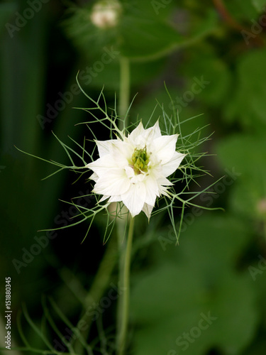 Mist nigella white flower in the garden