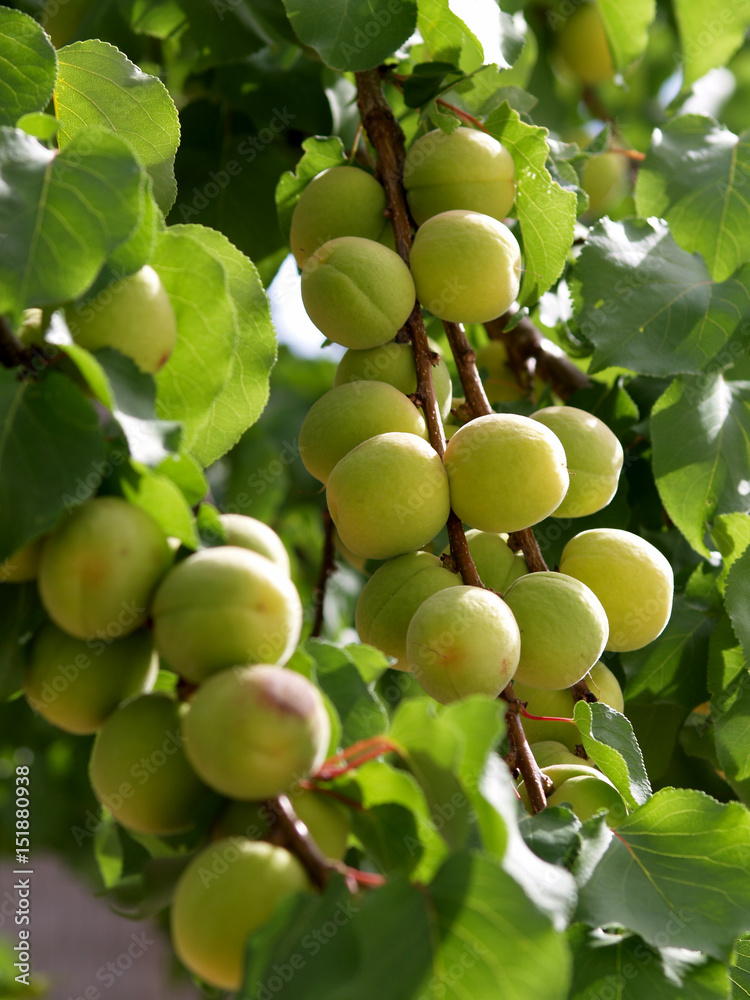 green apricots on the branch