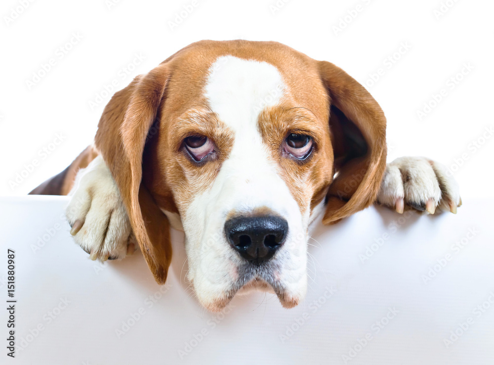  beagle on white background