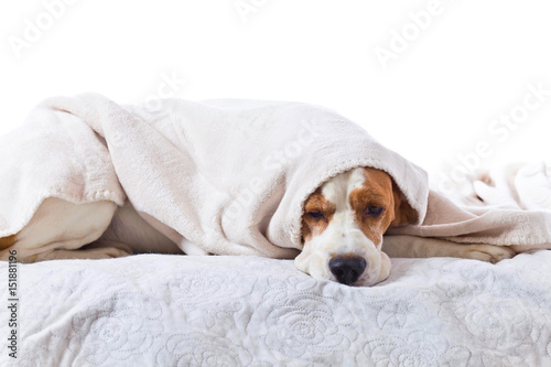 Sad sick dog under a blanket