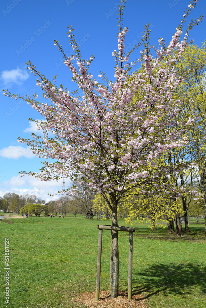 Sakura trees blooming on a sunny spring day. Sakura trees blooming on a sunny spring day.