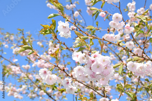 Sakura trees blooming on a sunny spring day.