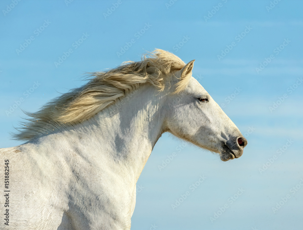 White Camargue Horse, Parc Regional de Camargue, Provence, France White Camargue Horse, Parc Regional de Camargue, Provence, France