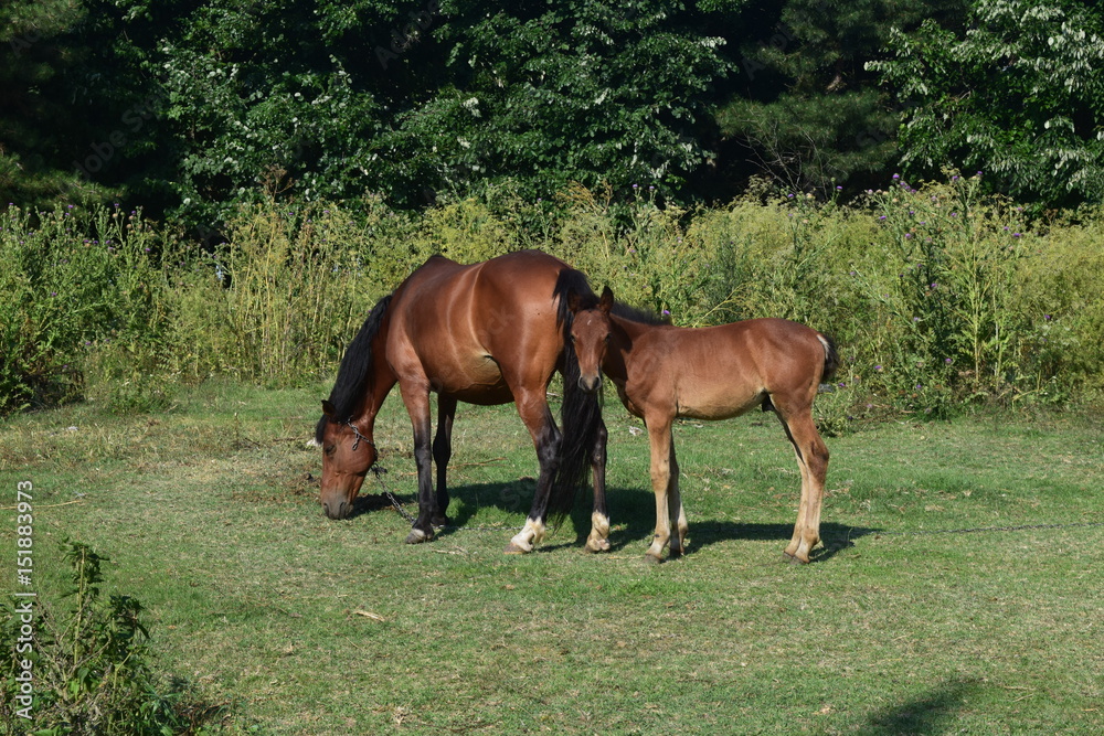 Fototapeta premium Mother and baby horse