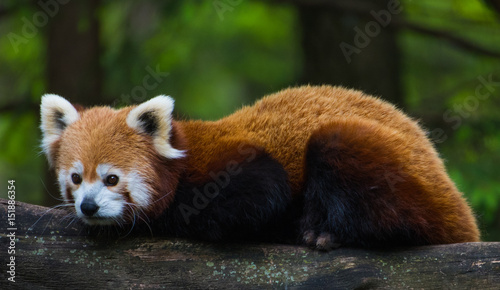 Red panda in Ljubljana zoo - Slovenia