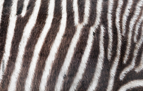 Zebra close up