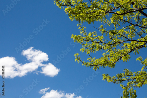 Bright green springtime branches against blue sky