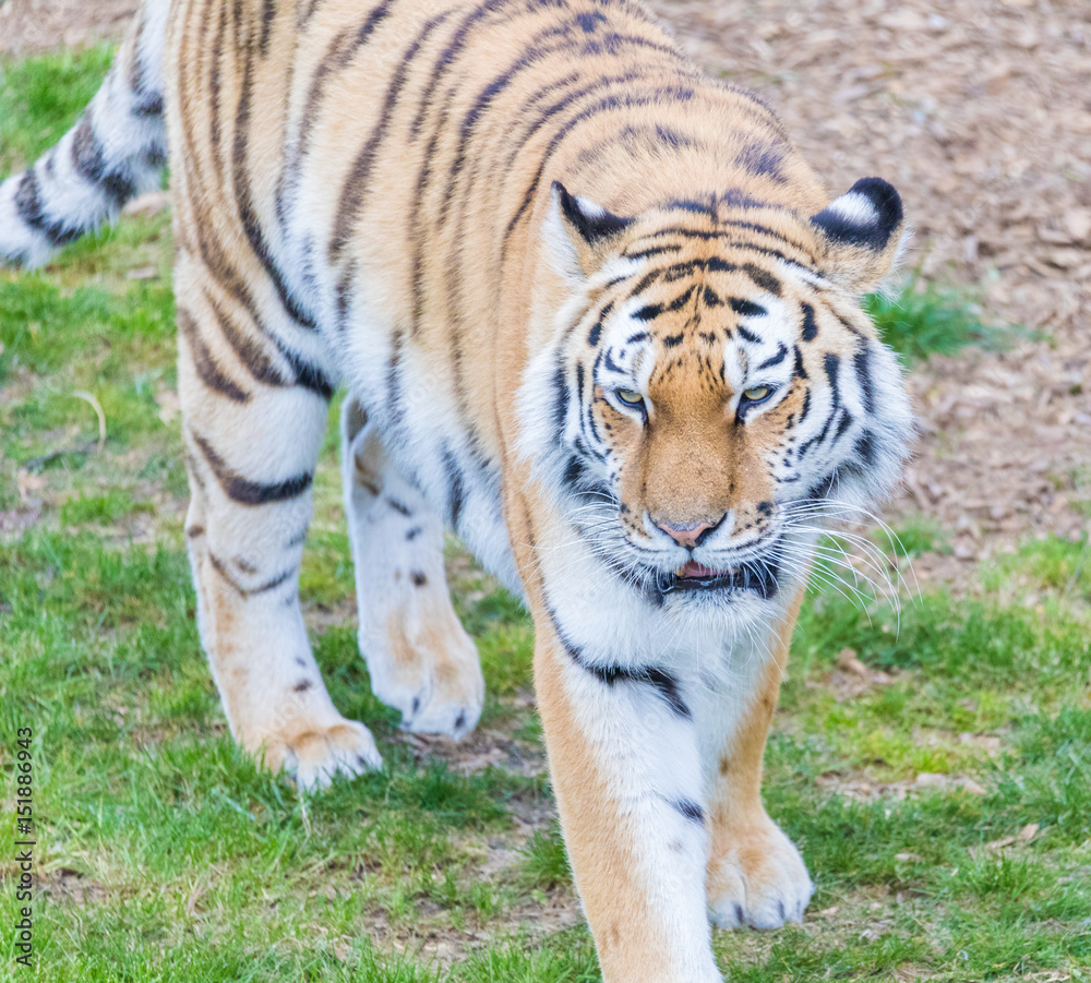 Obraz premium Tiger