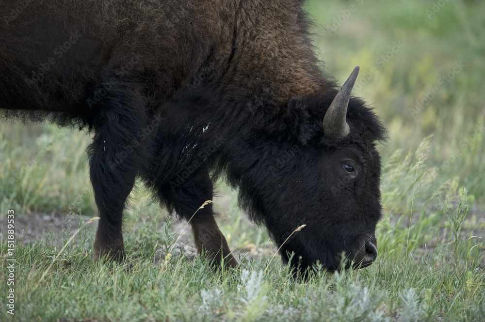 American Bison (Bison bison) Grand Teton NP, Wyoming American Bison (Bison bison) Grand Teton NP, Wyoming