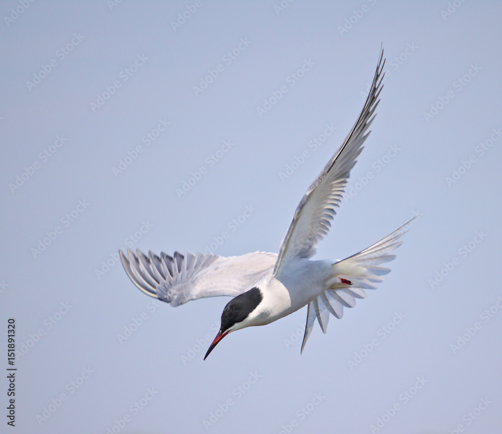 Common Tern