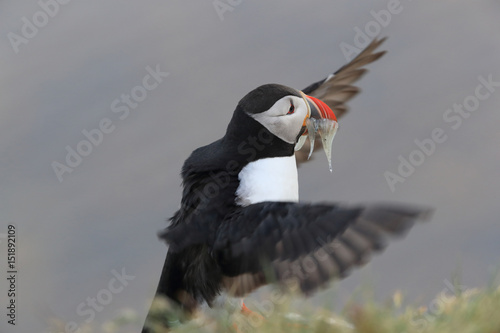 Puffin, Fratercula arctica, with fish iceland photo