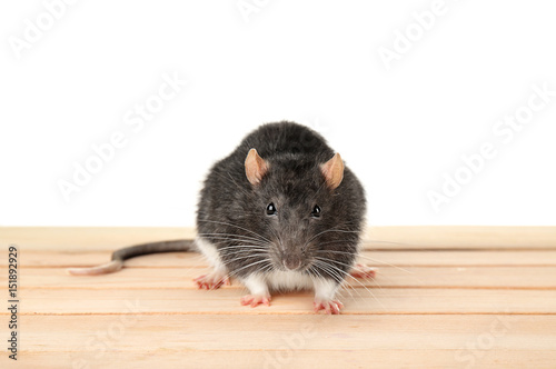 Cute rat on white background
