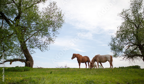 Family horses on a green meadow
