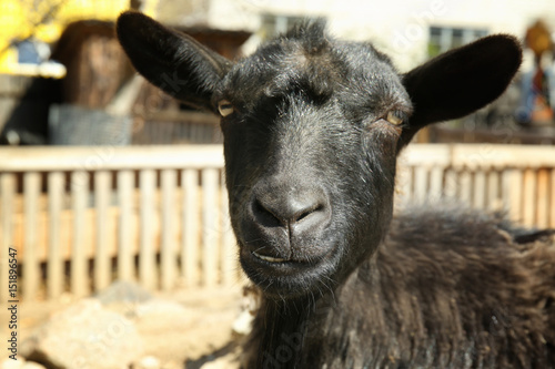 Cute funny sheep in zoological garden, closeup