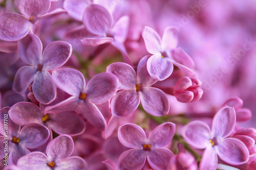 Bunch of beautiful lilac flowers, closeup © Africa Studio