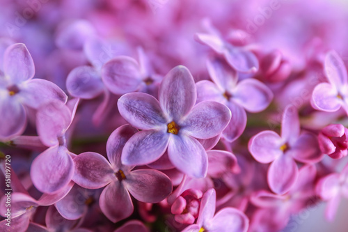 Bunch of beautiful lilac flowers  closeup